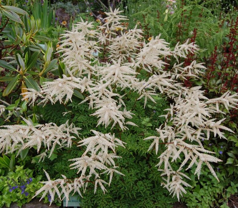 Kazbārdis 'Kneiffii' (pieejams no jūnija)